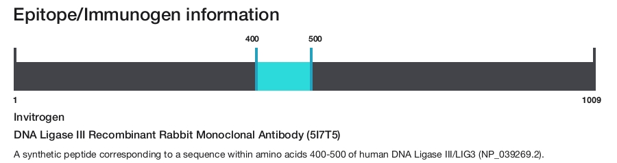 DNA Ligase III Recombinant Rabbit Monoclonal Antibody (5I7T5)