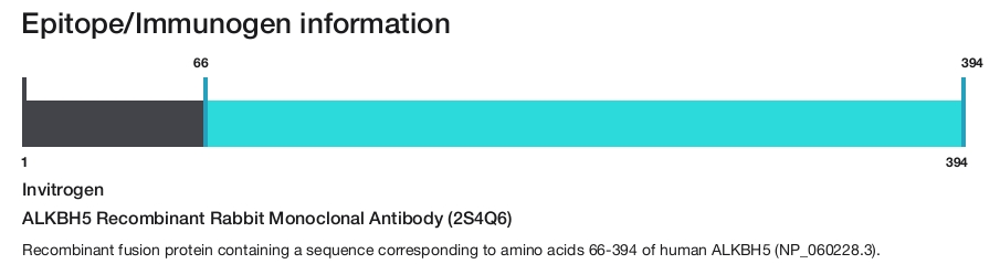 ALKBH5 Recombinant Rabbit Monoclonal Antibody (2S4Q6)