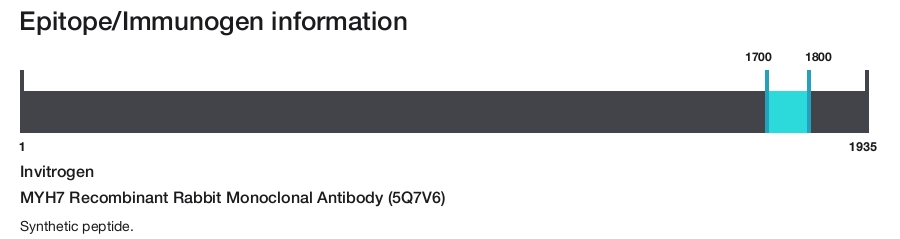 MYH7 Recombinant Rabbit Monoclonal Antibody (5Q7V6)