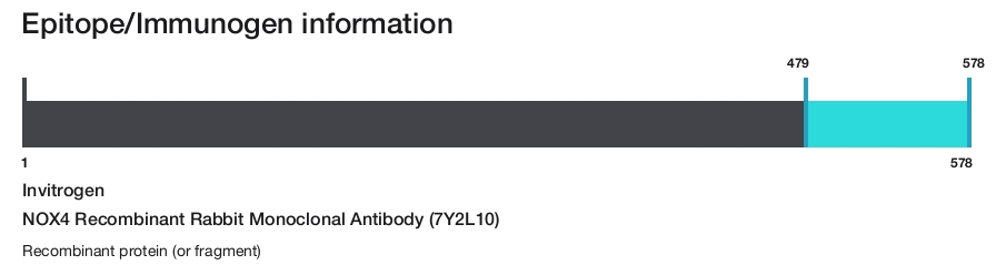 NOX4 Recombinant Rabbit Monoclonal Antibody (7Y2L10)