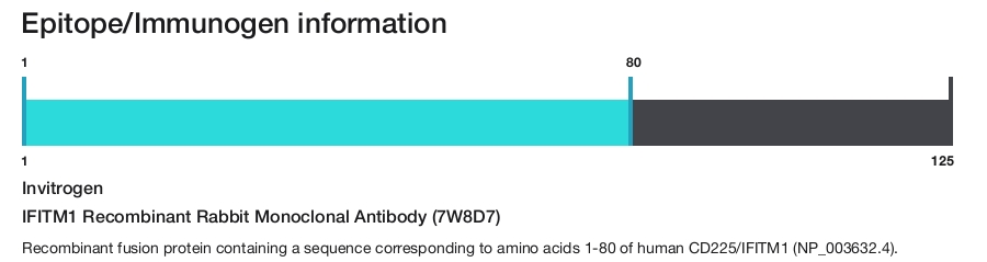 IFITM1 Recombinant Rabbit Monoclonal Antibody (7W8D7)