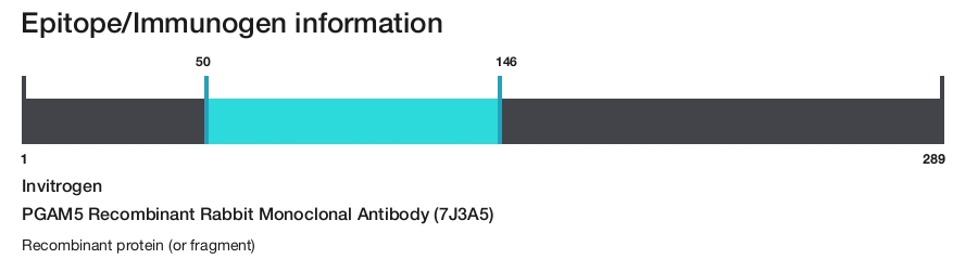 PGAM5 Recombinant Rabbit Monoclonal Antibody (7J3A5)