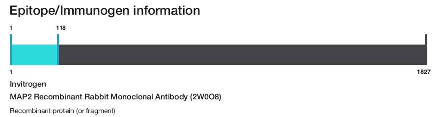 MAP2 Recombinant Rabbit Monoclonal Antibody (2W0O8)