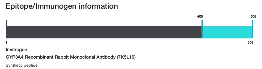 CYP3A4 Recombinant Rabbit Monoclonal Antibody (7K5L10)
