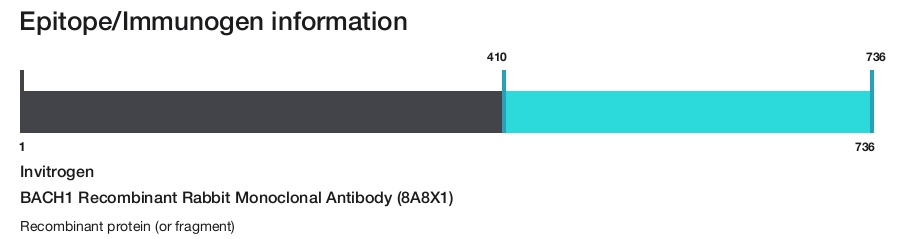 BACH1 Recombinant Rabbit Monoclonal Antibody (8A8X1)