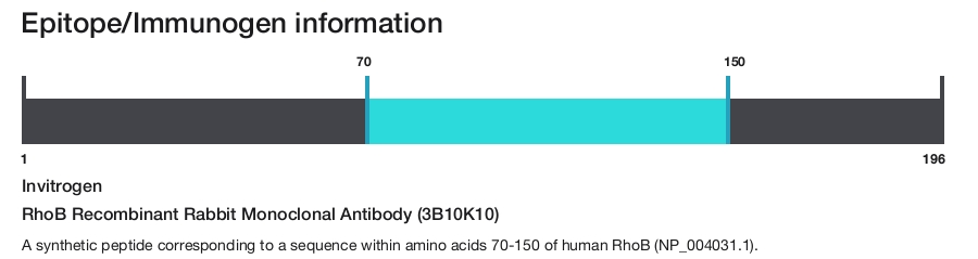 RhoB Recombinant Rabbit Monoclonal Antibody (3B10K10)