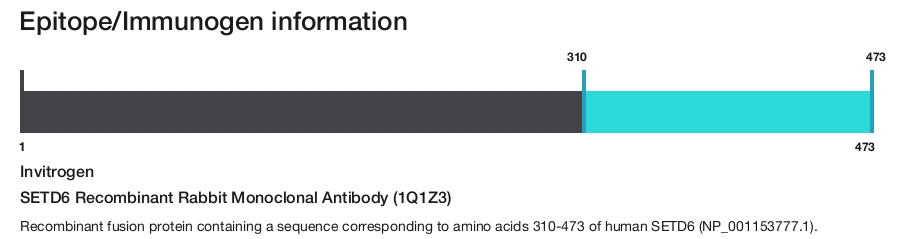 SETD6 Recombinant Rabbit Monoclonal Antibody (1Q1Z3)
