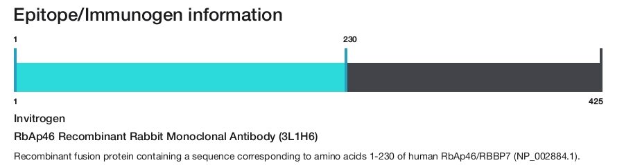 RbAp46 Recombinant Rabbit Monoclonal Antibody (3L1H6)