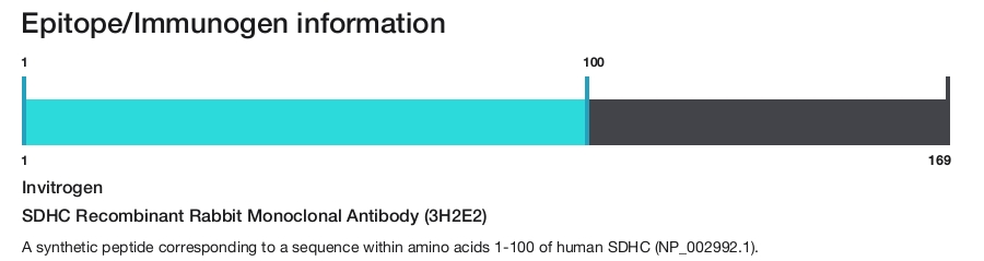 SDHC Recombinant Rabbit Monoclonal Antibody (3H2E2)