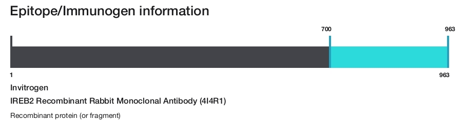 IREB2 Recombinant Rabbit Monoclonal Antibody (4I4R1)