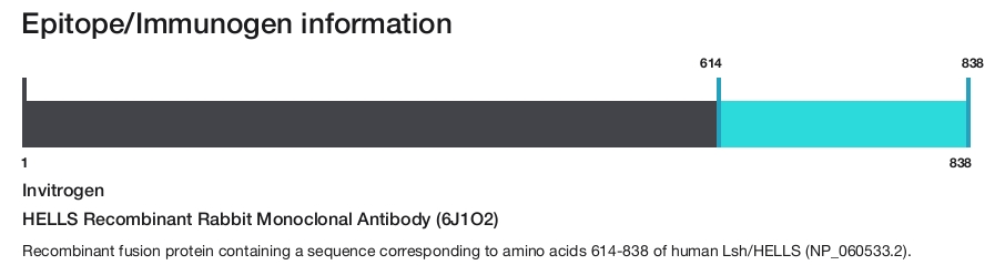 HELLS Recombinant Rabbit Monoclonal Antibody (6J1O2)