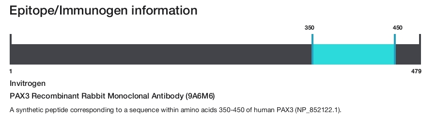 PAX3 Recombinant Rabbit Monoclonal Antibody (9A6M6)