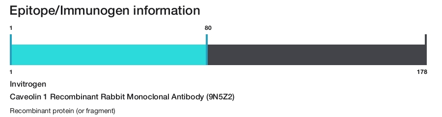 Caveolin 1 Recombinant Rabbit Monoclonal Antibody (9N5Z2)