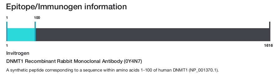 DNMT1 Recombinant Rabbit Monoclonal Antibody (0Y4N7)