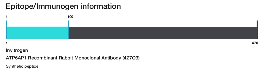 ATP6AP1 Recombinant Rabbit Monoclonal Antibody (4Z7Q3)