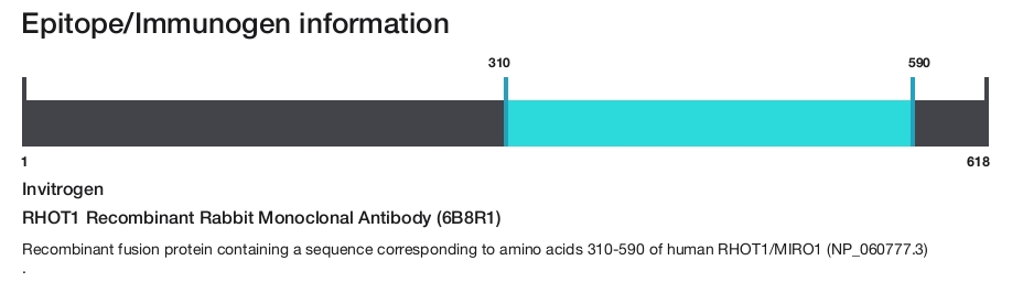 RHOT1 Recombinant Rabbit Monoclonal Antibody (6B8R1)