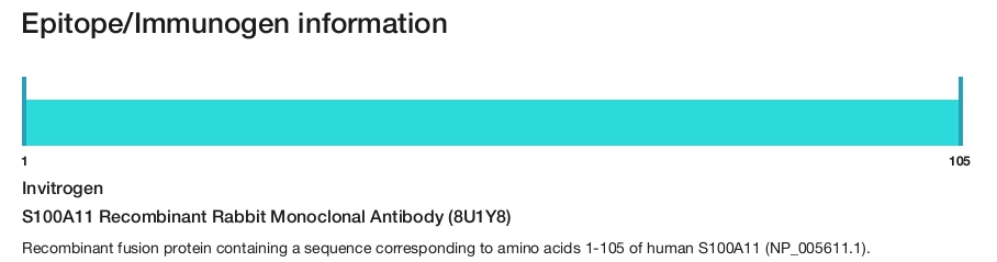 S100A11 Recombinant Rabbit Monoclonal Antibody (8U1Y8)