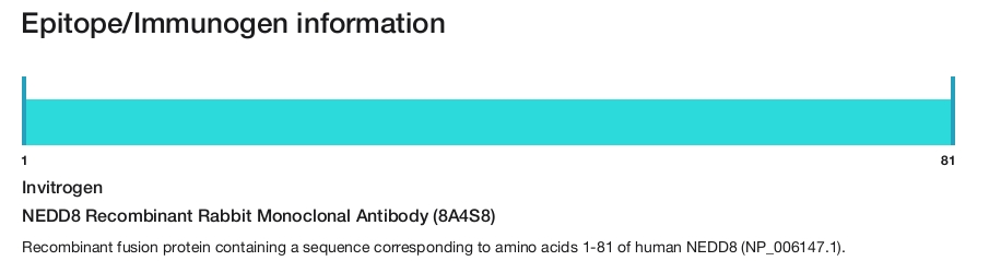 NEDD8 Recombinant Rabbit Monoclonal Antibody (8A4S8)