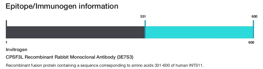 CPSF3L Recombinant Rabbit Monoclonal Antibody (3E7S3)