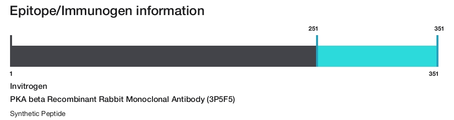 PKA beta Recombinant Rabbit Monoclonal Antibody (3P5F5)