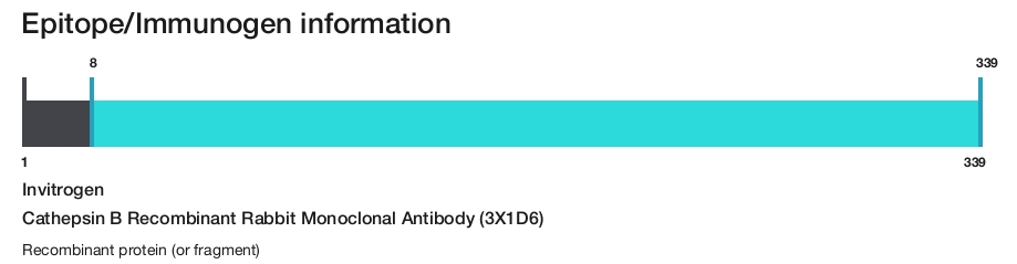 Cathepsin B Recombinant Rabbit Monoclonal Antibody (3X1D6)