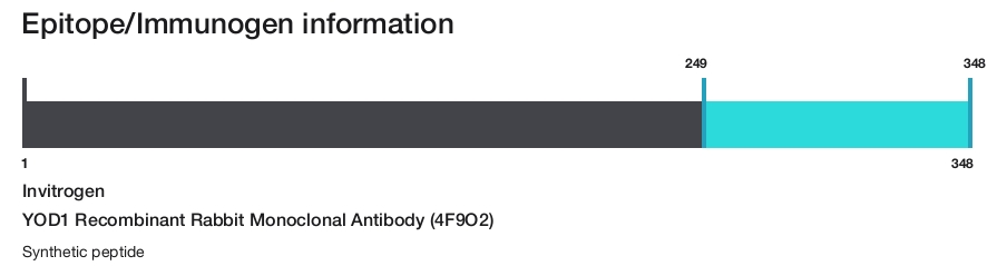 YOD1 Recombinant Rabbit Monoclonal Antibody (4F9O2)