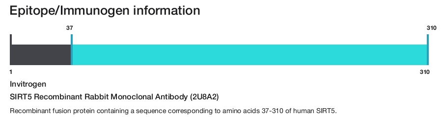 SIRT5 Recombinant Rabbit Monoclonal Antibody (2U8A2)