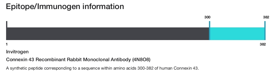 Connexin 43 Recombinant Rabbit Monoclonal Antibody (4N8O8)