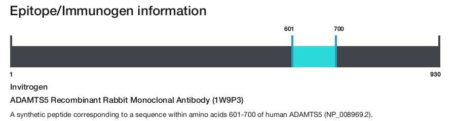 ADAMTS5 Recombinant Rabbit Monoclonal Antibody (1W9P3)