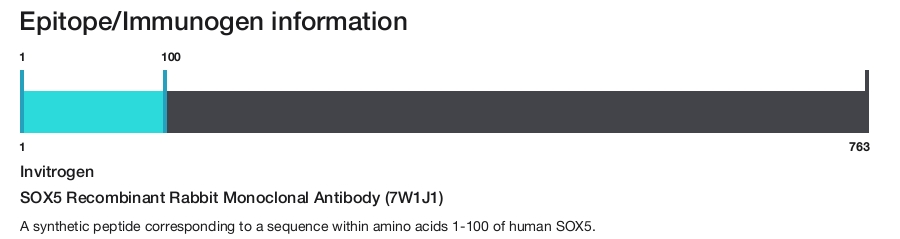 SOX5 Recombinant Rabbit Monoclonal Antibody (7W1J1)