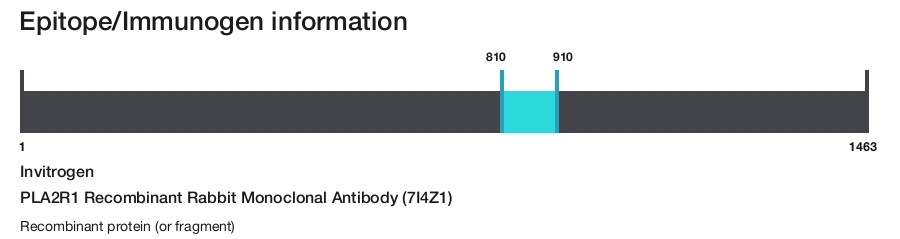 PLA2R1 Recombinant Rabbit Monoclonal Antibody (7I4Z1)