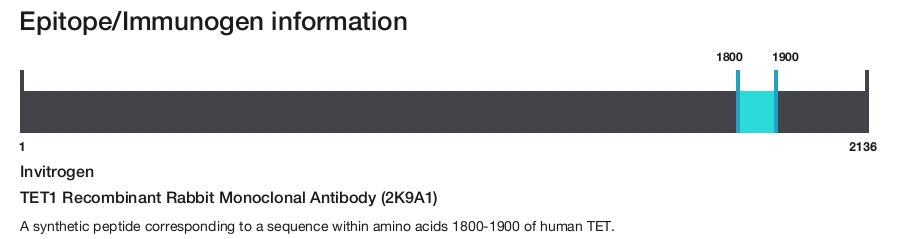 TET1 Recombinant Rabbit Monoclonal Antibody (2K9A1)