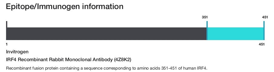 IRF4 Recombinant Rabbit Monoclonal Antibody (4Z8K2)