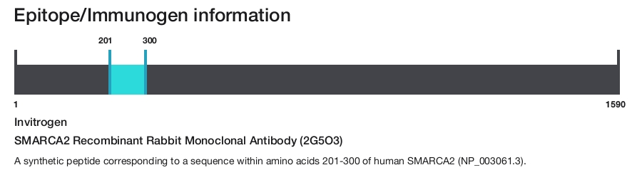 SMARCA2 Recombinant Rabbit Monoclonal Antibody (2G5O3)