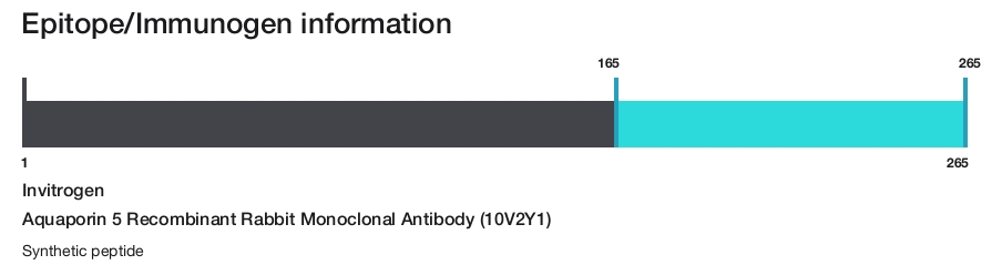 Aquaporin 5 Recombinant Rabbit Monoclonal Antibody (10V2Y1)