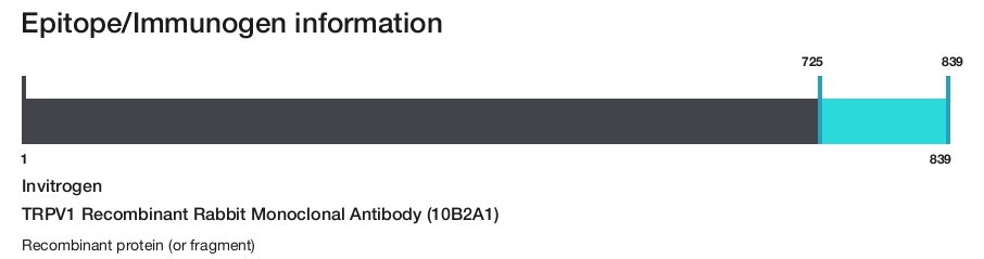 TRPV1 Recombinant Rabbit Monoclonal Antibody (10B2A1)