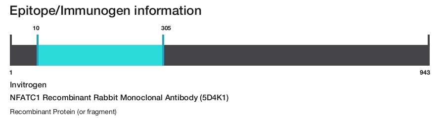 NFATC1 Recombinant Rabbit Monoclonal Antibody (5D4K1)