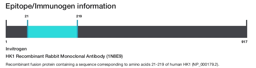 HK1 Recombinant Rabbit Monoclonal Antibody (1N8E9)