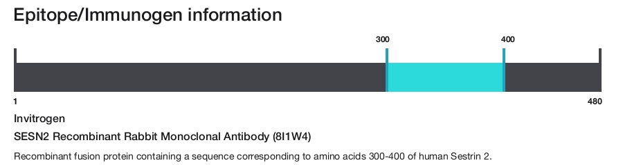 SESN2 Recombinant Rabbit Monoclonal Antibody (8I1W4)