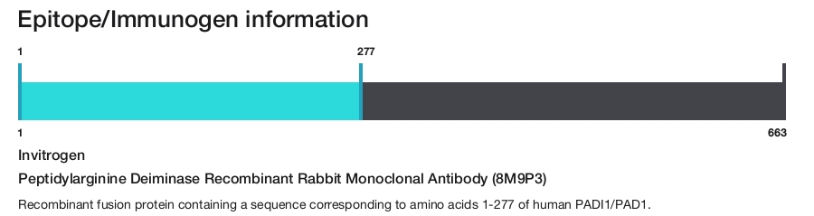 Peptidylarginine Deiminase Recombinant Rabbit Monoclonal Antibody (8M9P3)