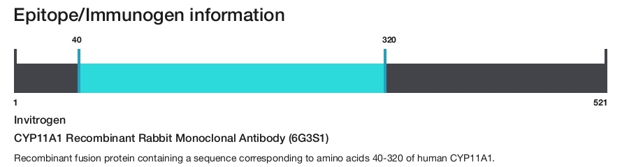 CYP11A1 Recombinant Rabbit Monoclonal Antibody (6G3S1)