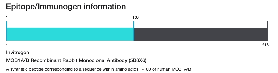 MOB1A/B Recombinant Rabbit Monoclonal Antibody (5B8X6)
