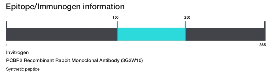 PCBP2 Recombinant Rabbit Monoclonal Antibody (3G2W10)