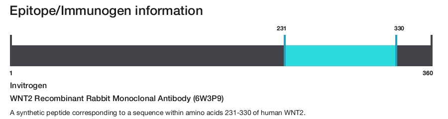 WNT2 Recombinant Rabbit Monoclonal Antibody (6W3P9)