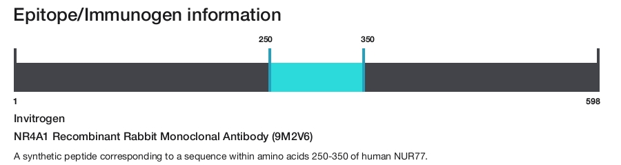 NR4A1 Recombinant Rabbit Monoclonal Antibody (9M2V6)