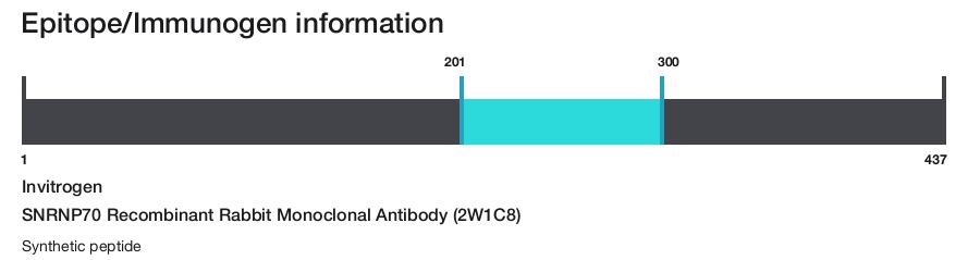 SNRNP70 Recombinant Rabbit Monoclonal Antibody (2W1C8)