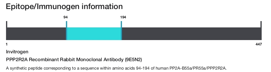 PPP2R2A Recombinant Rabbit Monoclonal Antibody (9E5N2)