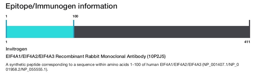 EIF4A1/EIF4A2/EIF4A3 Recombinant Rabbit Monoclonal Antibody (10P2J5)