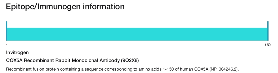 COX5A Recombinant Rabbit Monoclonal Antibody (9Q2X8)