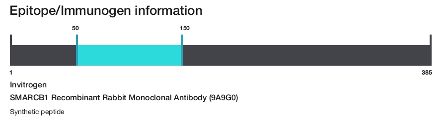 SMARCB1 Recombinant Rabbit Monoclonal Antibody (9A9G0)